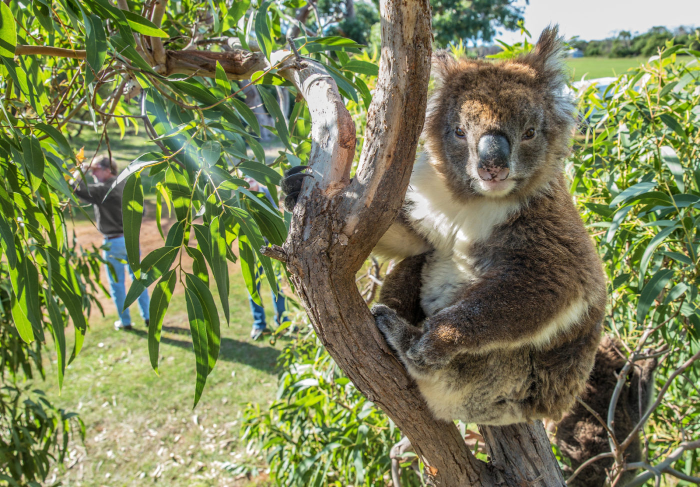 Koala at Mikkira Station. Port Lincoln. Photo courtesy of Tourism Australia