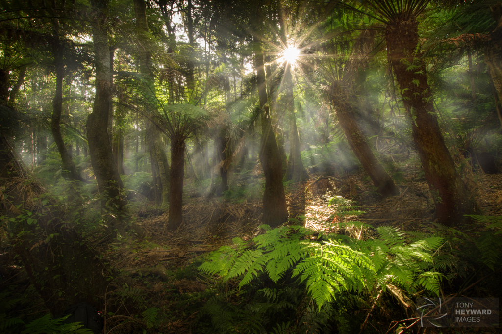 Jurassic Forest, Cathedral of Ferns - Blue Mountains, New South Wales.