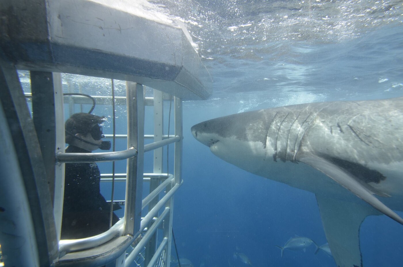 What to do in Port Lincoln: Shark Diving