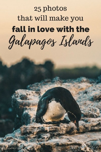 25 photos that will make you fall in love with the Galapagos Islands
