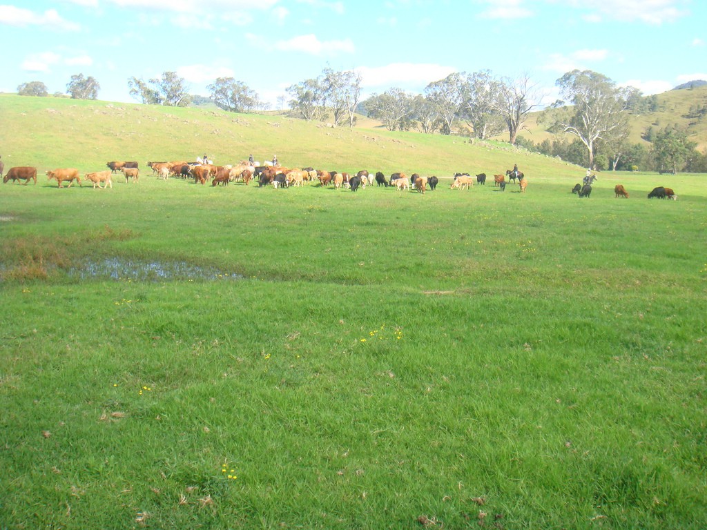 Things to do in Byron Bay: horse back riding on 