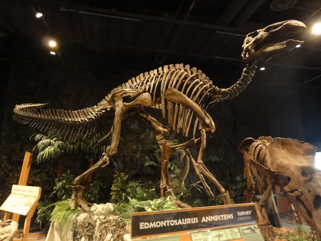 What to do in Orlando: Dino exhibit at the Orlando Science Centre 