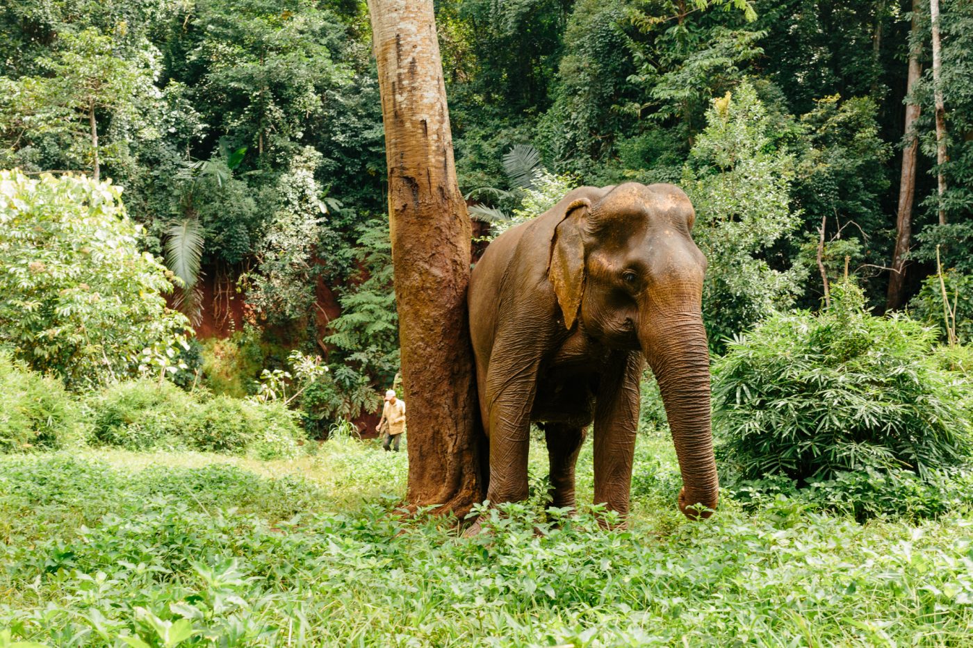 Ethical Wildlife Tourism: Mondulkiri EVP Elephant