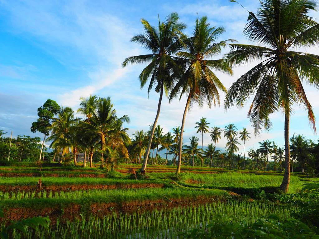 Paddy Hills Homestay, Banyuwangi near Ijen Crater