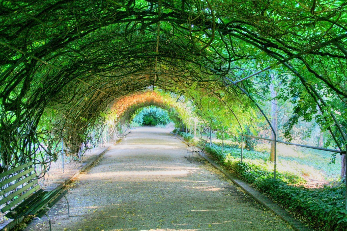 Green Tunnel, Adelaide Botanic Gardens. Photo by Georgie Sharp via Flickr CC 