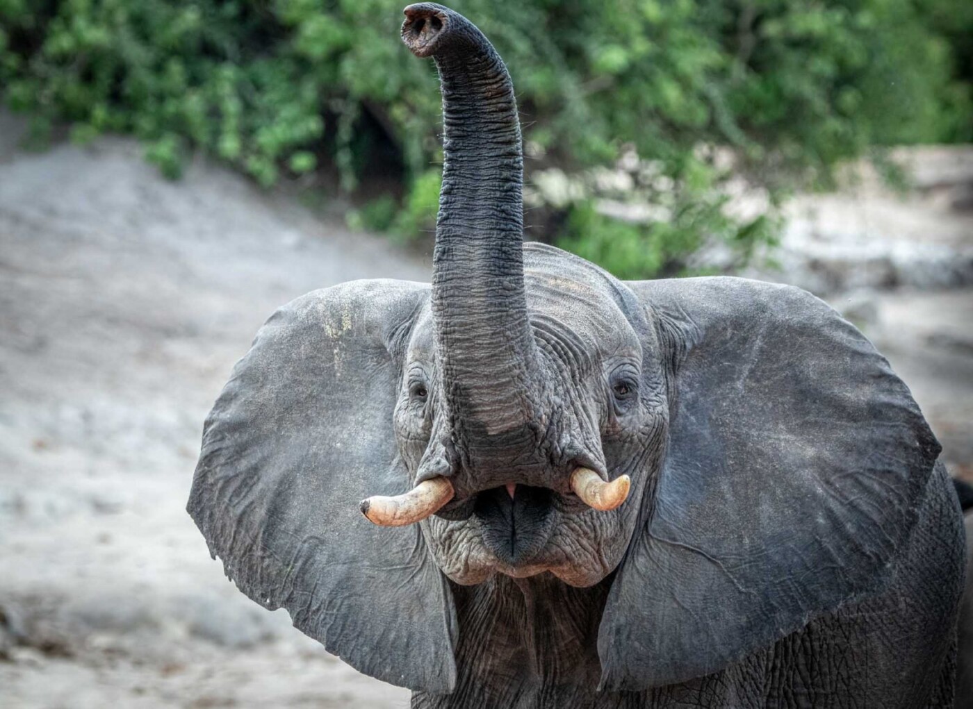 Africa Botswana Chobe River 8975