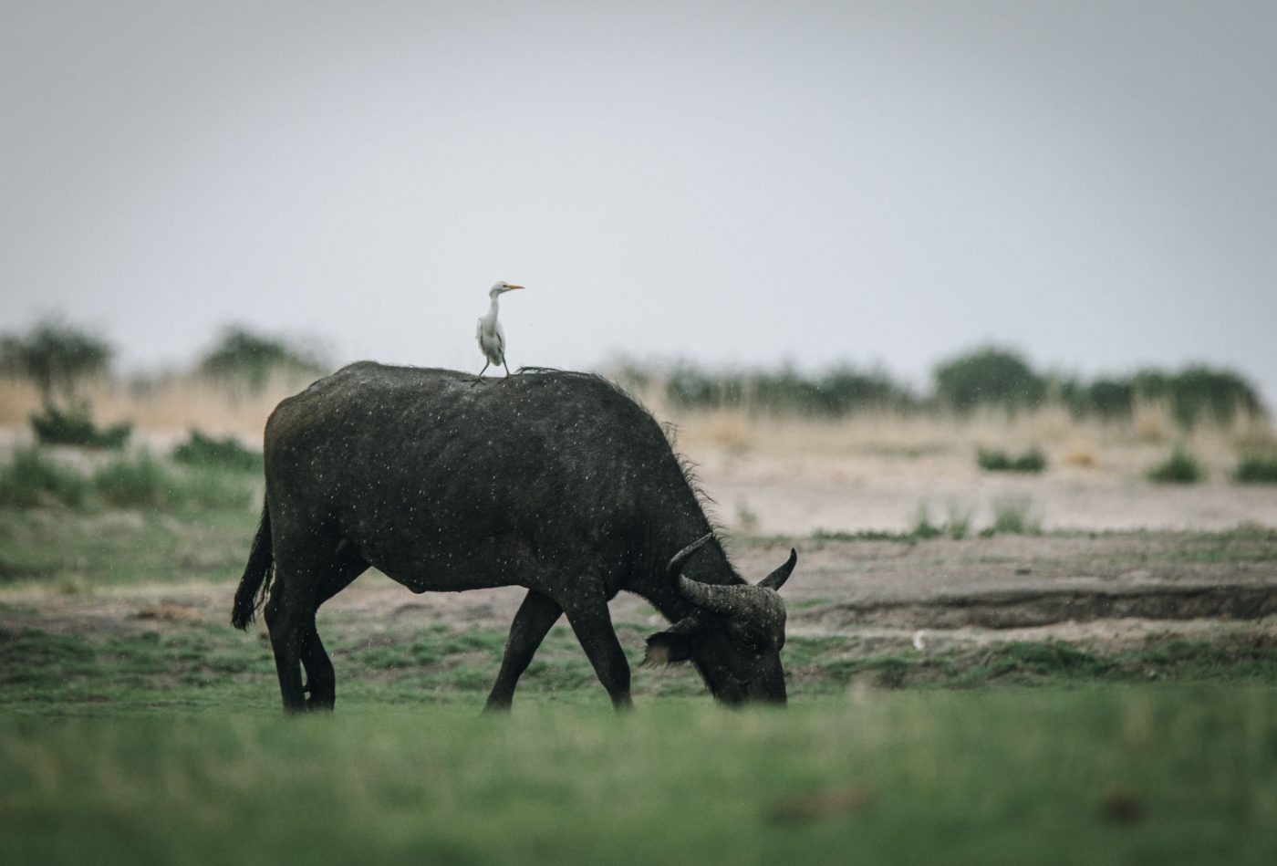 Africa Botswana Chobe River buffalo bird 04736