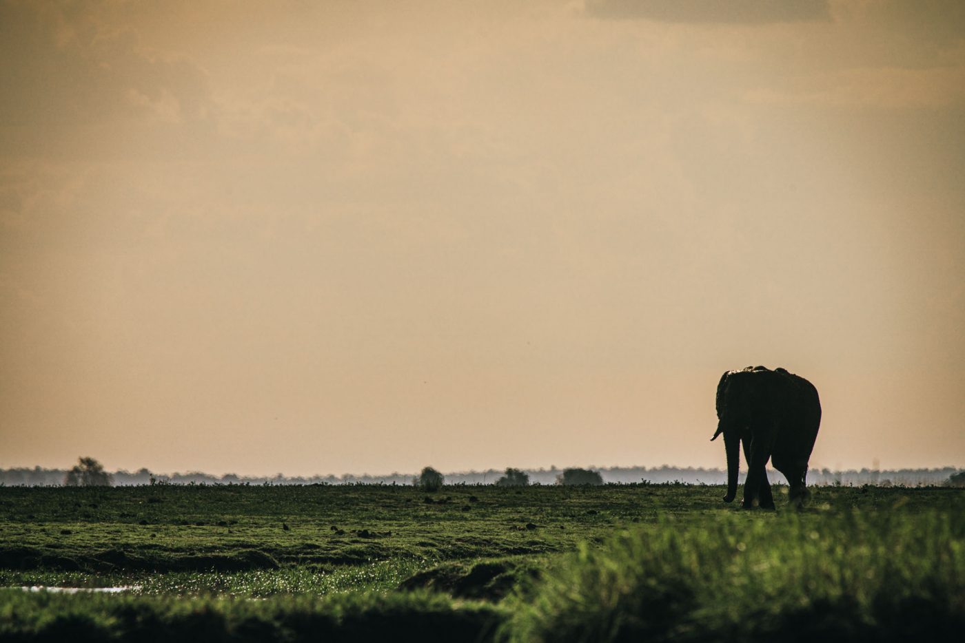 Africa Botswana Chobe River elephant 05654