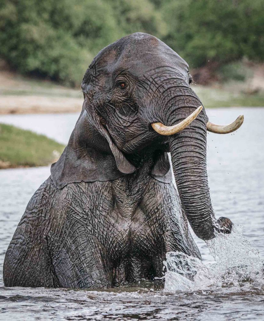 Africa Botswana Chobe River elephant 9002