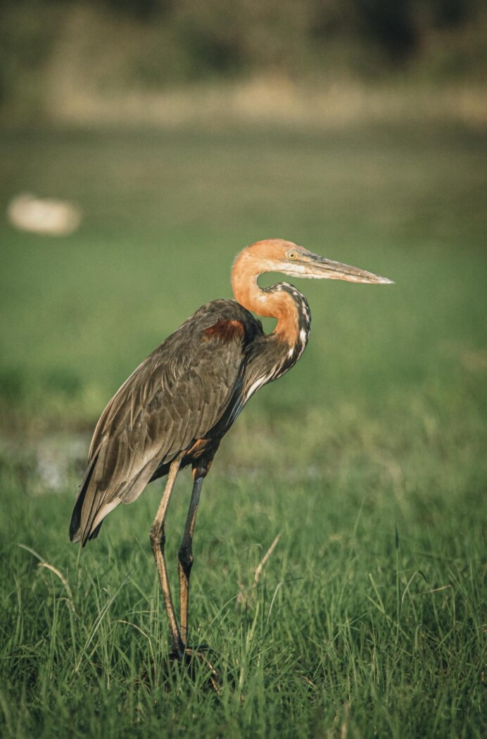 Africa Botswana Chobe River heron 05809