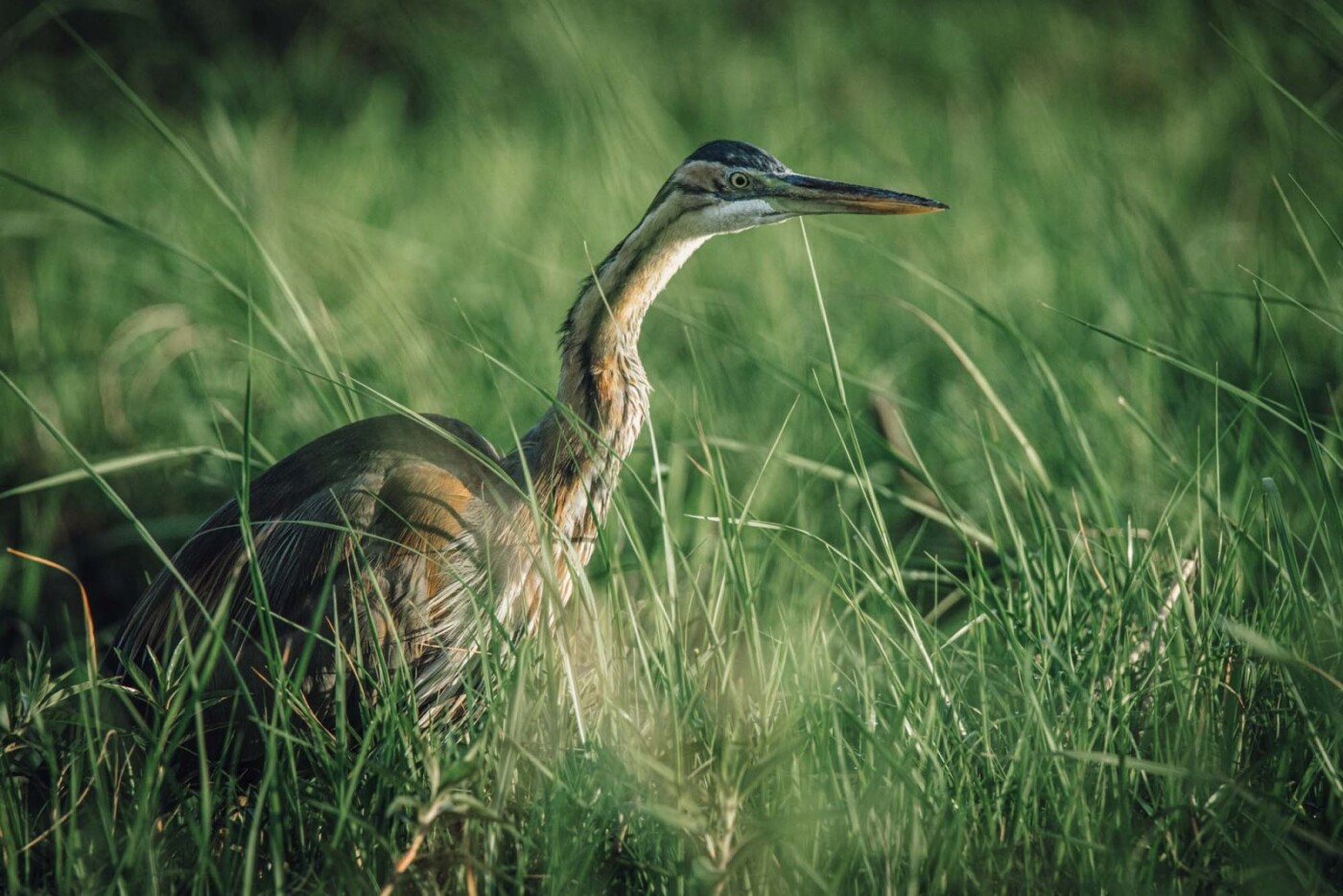 Africa Botswana Chobe River heron 05826