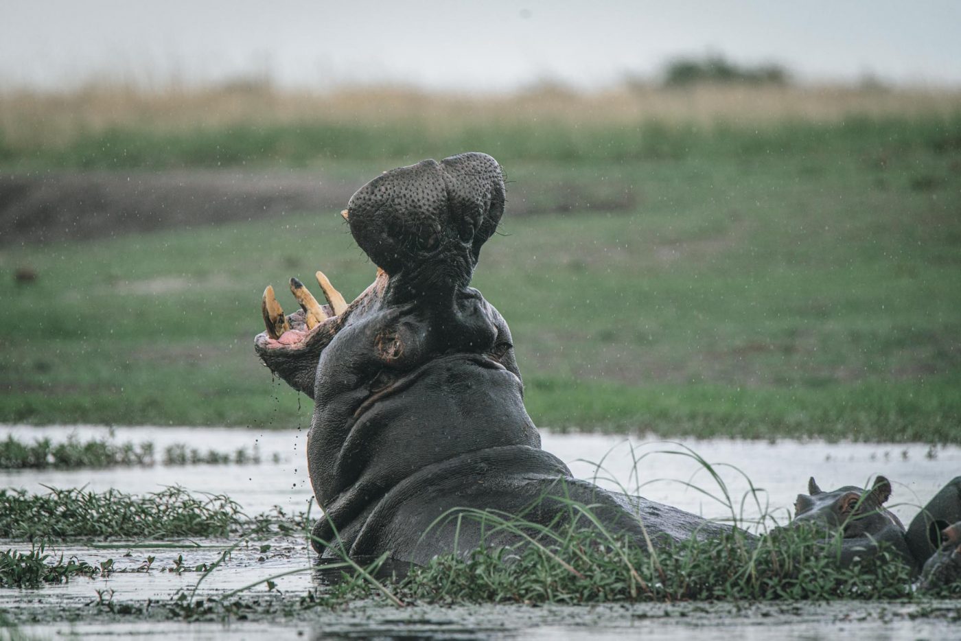 Africa Botswana Chobe River hippo 04731