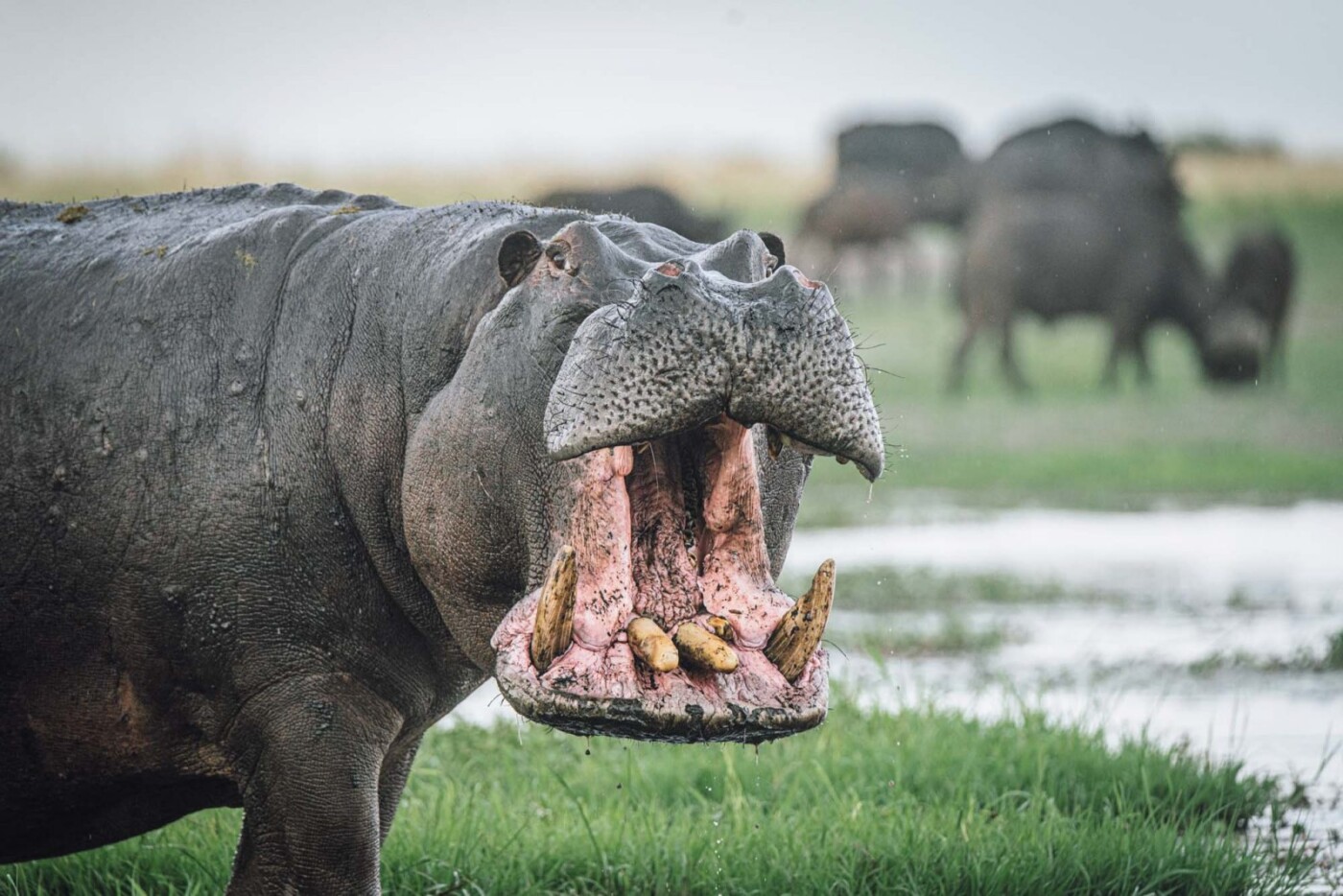 Africa Botswana Chobe River hippo 04755