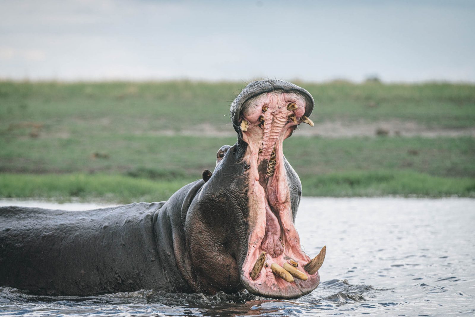 Africa Botswana Chobe River hippo 04759
