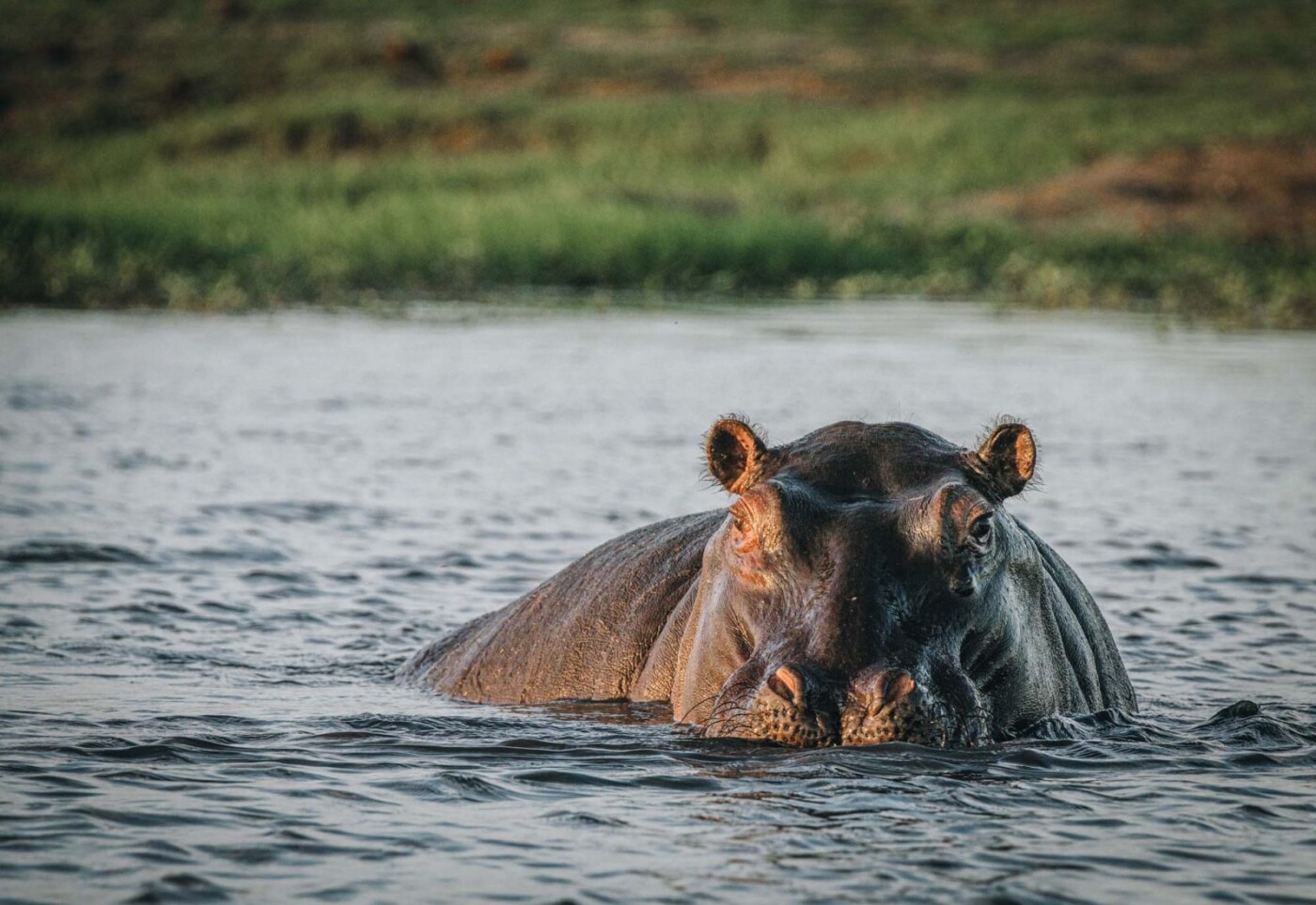 chobe national park botswana