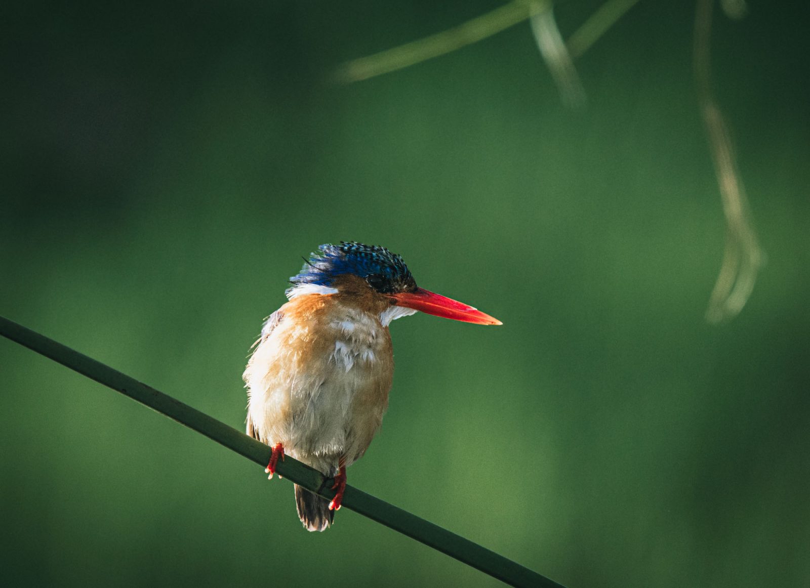 Africa Botswana Chobe River kingfisher 05875