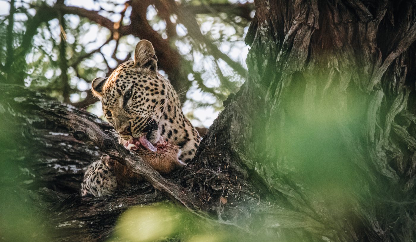 Africa Botswana Chobe River leopard HD 8546