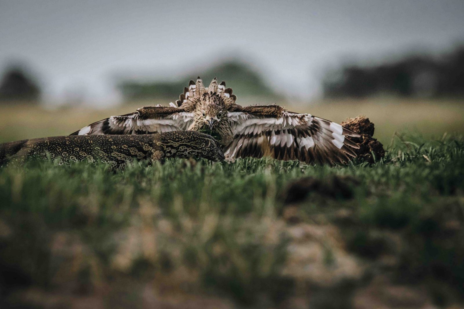 Africa Botswana Chobe River lizard bird 9127 scaled