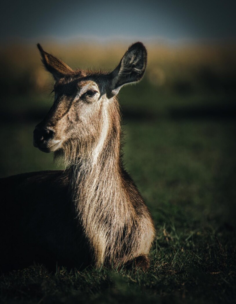 Africa Botswana Chobe River waterbuck 05900