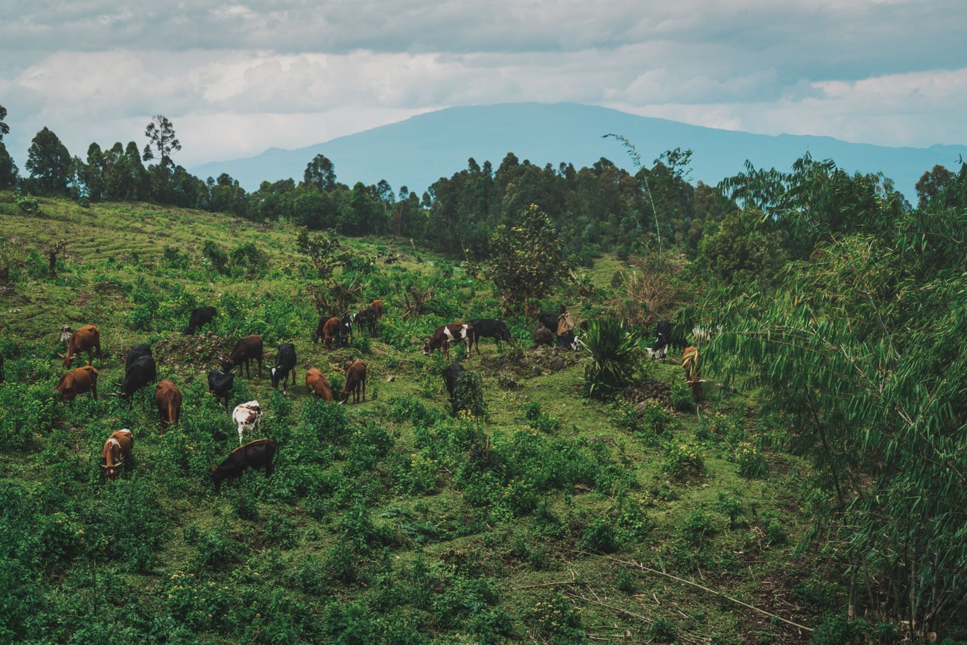 Gorilla Trekking in Congo