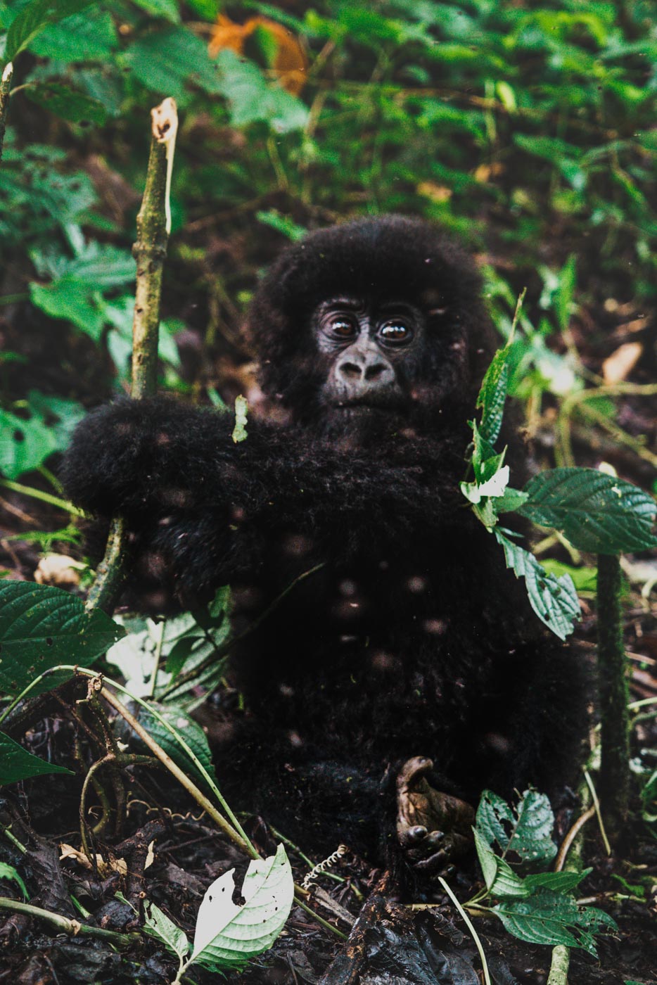 baby gorilla while gorilla trekking in congo