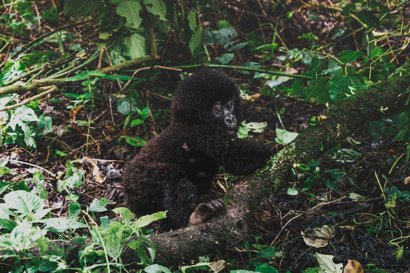 Gorilla Trekking in Congo