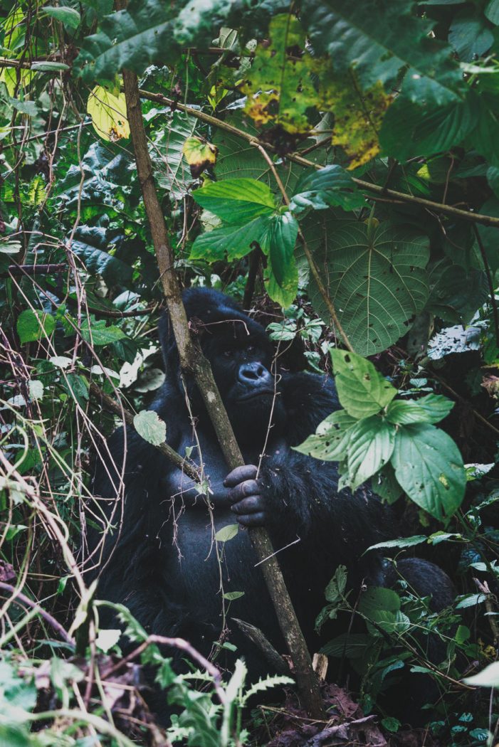 Africa Congo DRC Virunga gorilla silverback 5701