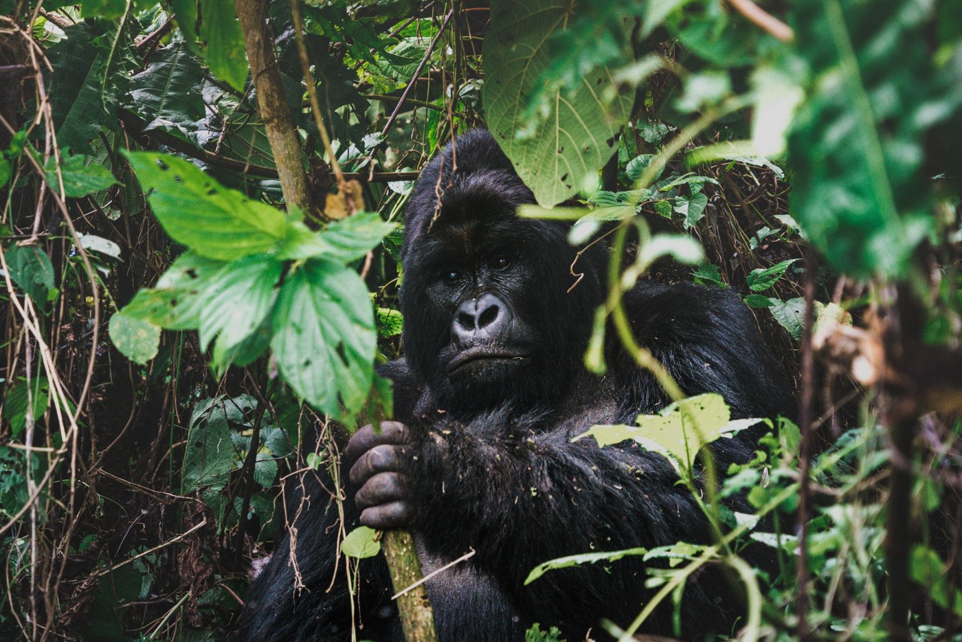Silverback mountain gorilla Rwanda