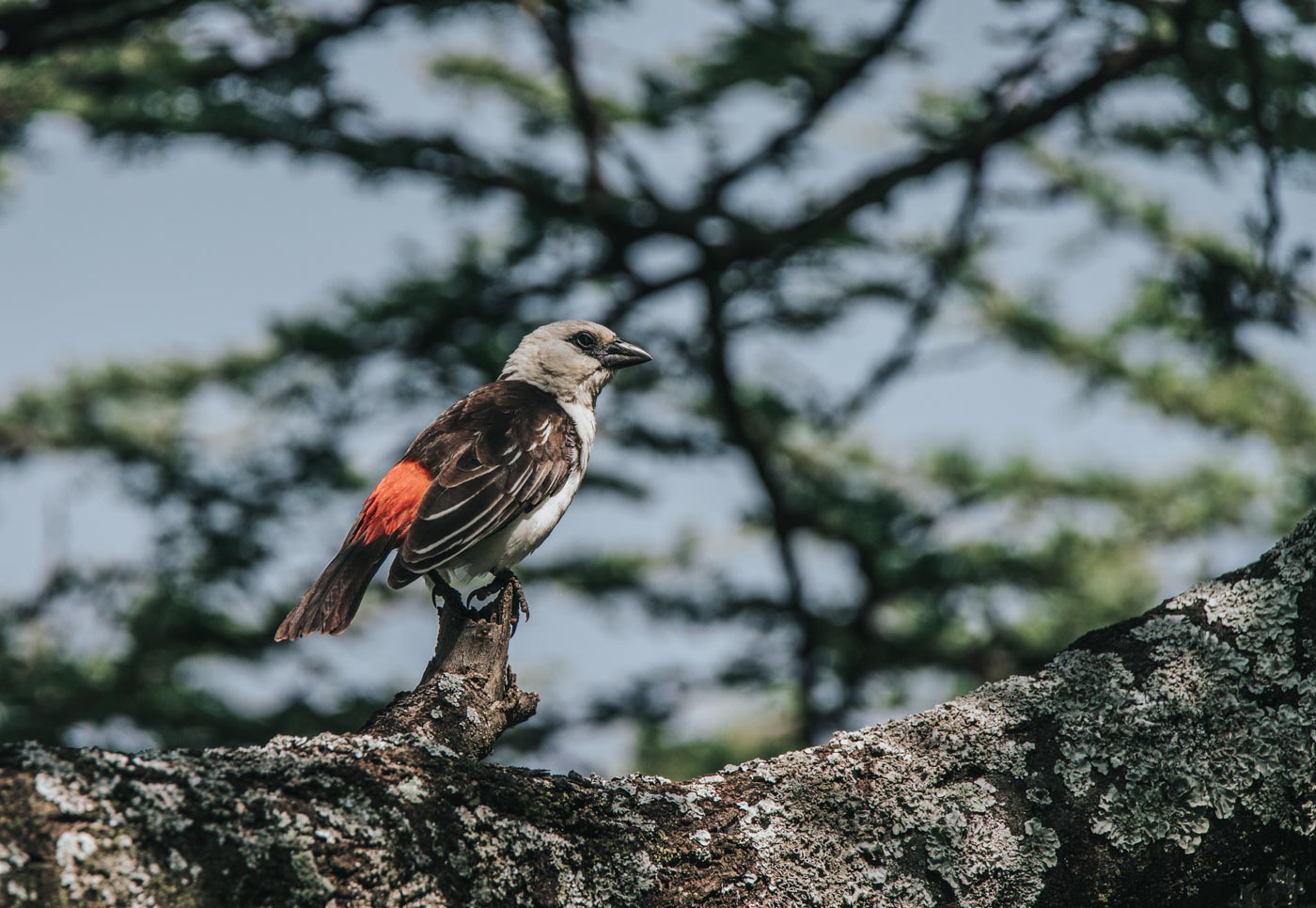 Africa Ethiopia Lake Langano bird 03447