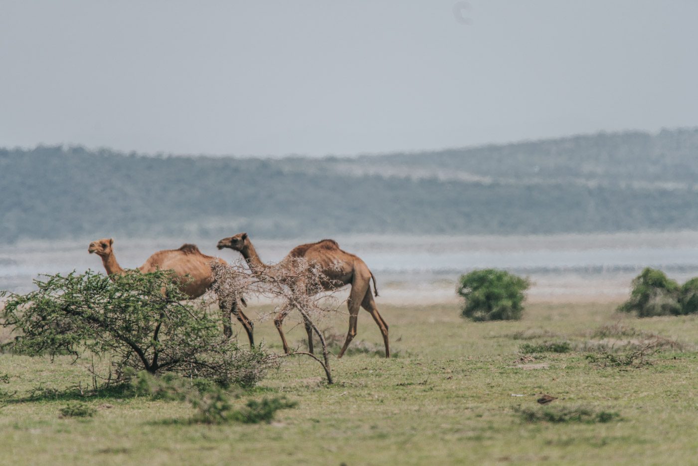 Camels roaming around the lake. Ethiopia can be a bit bizarre like that!