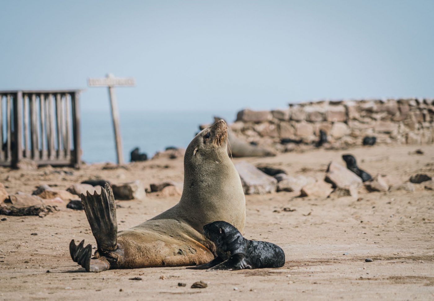 Africa Namibia Cape Cross seal 07724