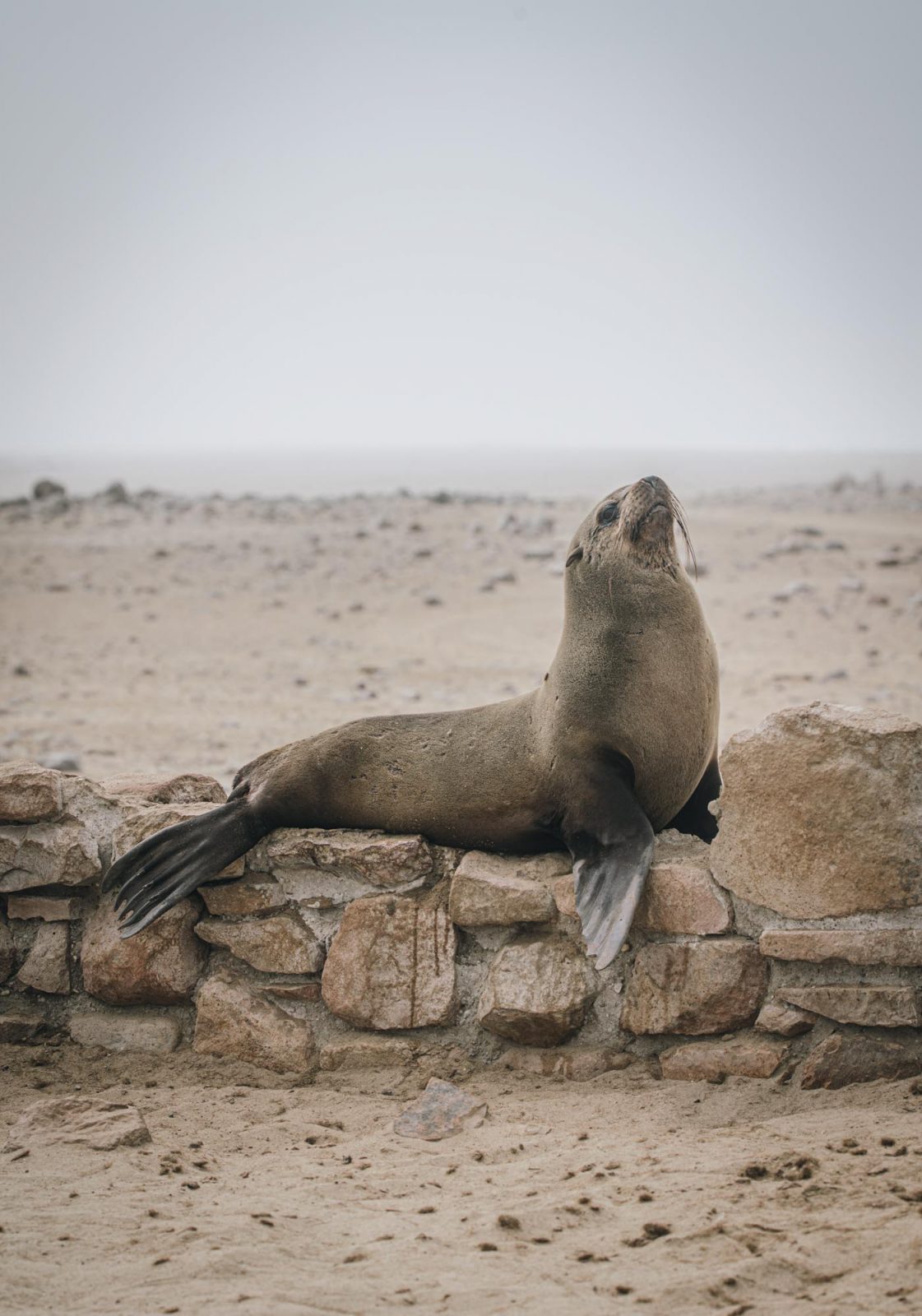 Africa Namibia Cape Cross seal 07803