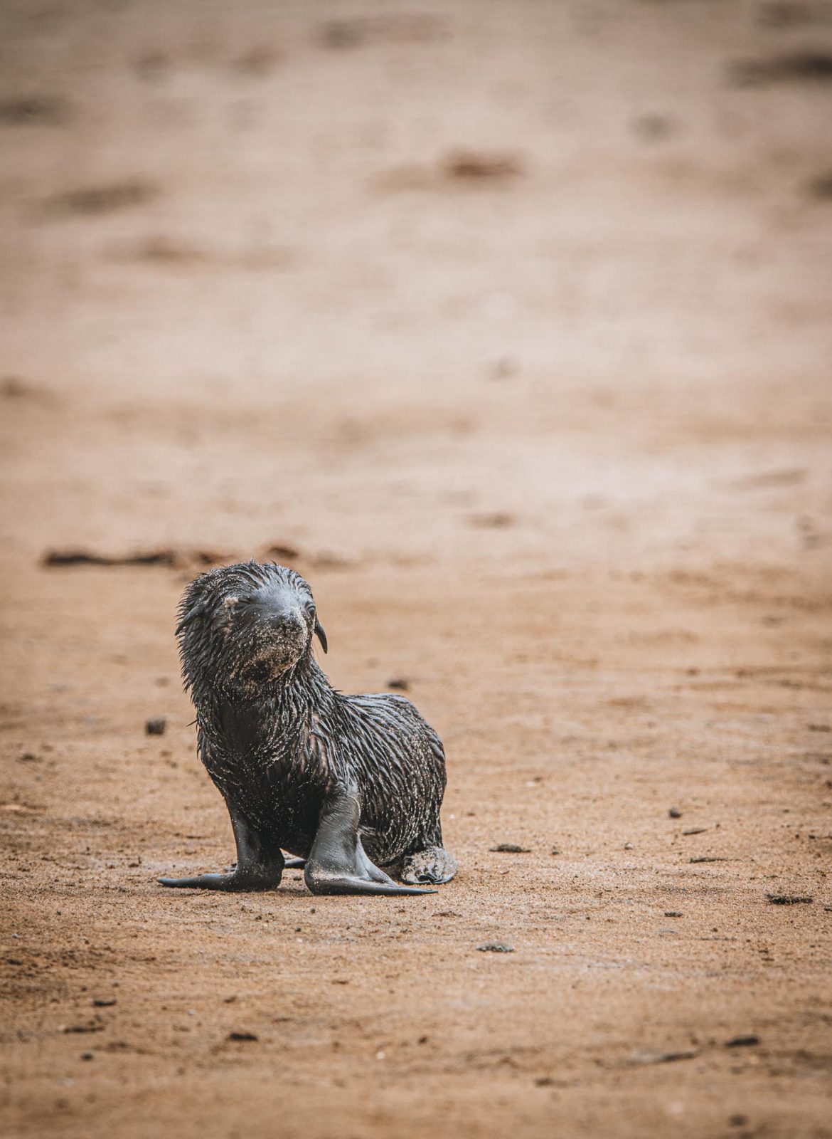 Africa Namibia Cape Cross seal pup 07816