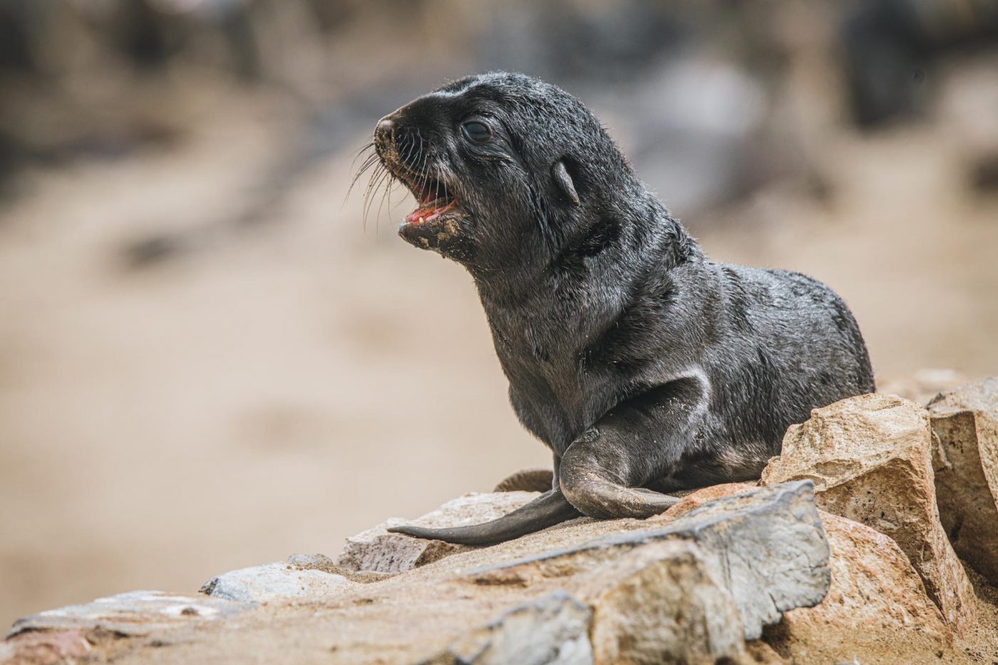 Fur seal pup at the Cape Cross Seal Reserve