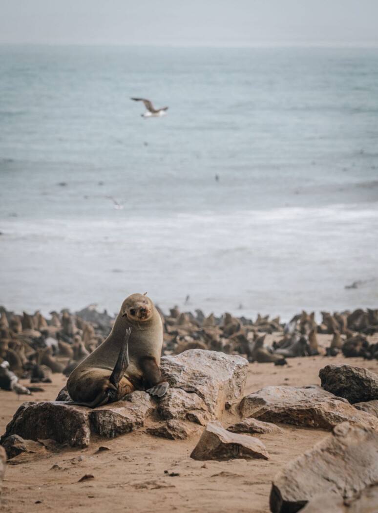 Africa Namibia Cape Cross seals 07766