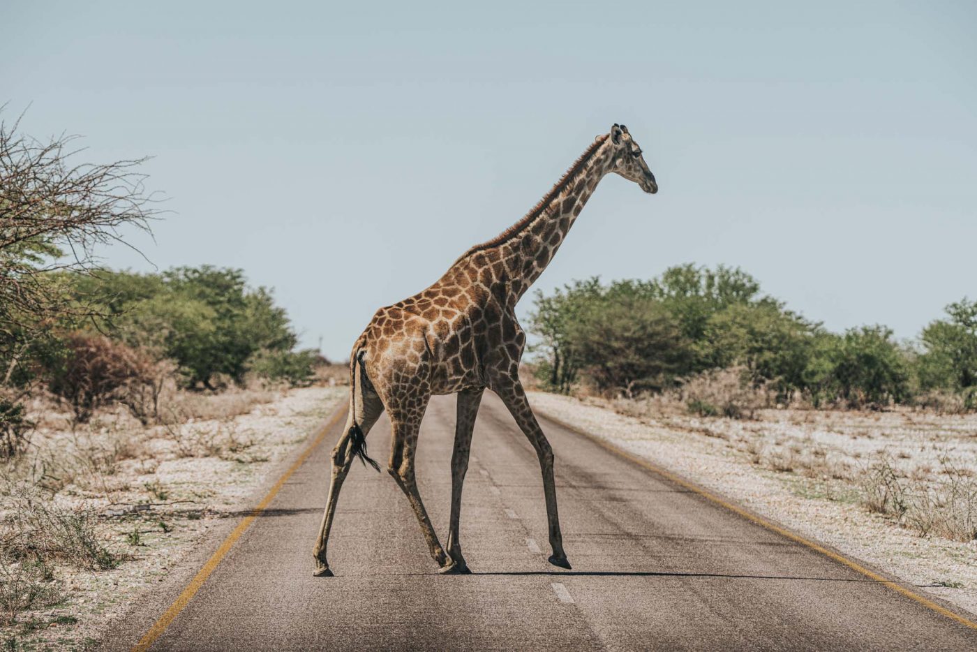 Africa Namibia Etosha safari giraffe 06782