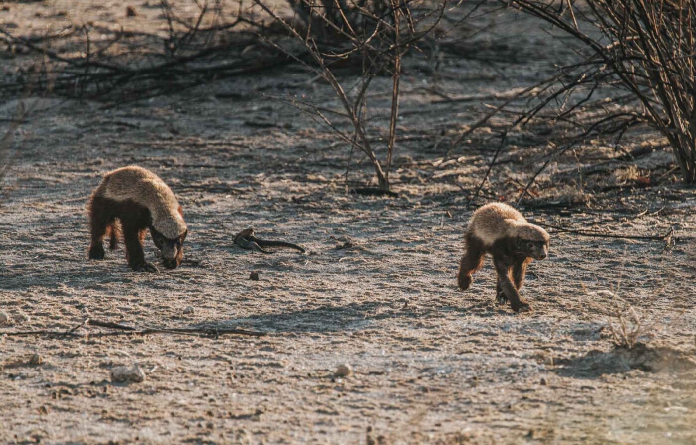 Africa Namibia Etosha safari honey badger 06916