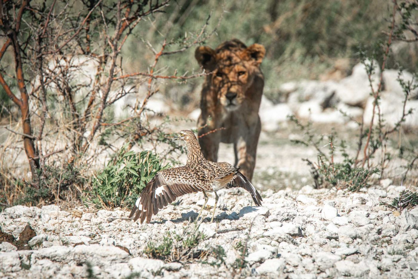 Africa Namibia Etosha safari lion bird 07342