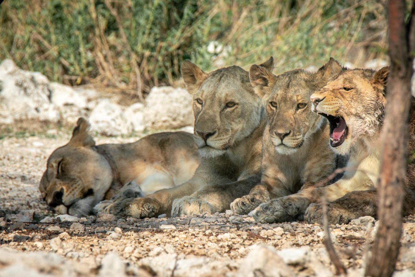 Africa Namibia Etosha safari lions 07360