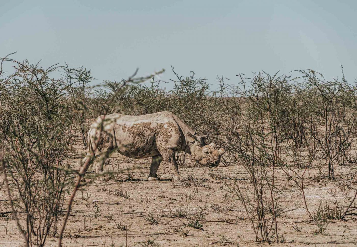 Africa Namibia Etosha safari rhino 06805