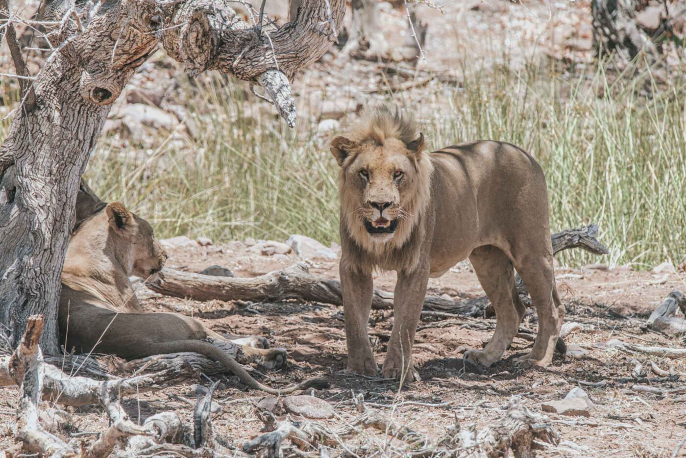 Desert lions in Palmwag, inland from the Skeleton Coast