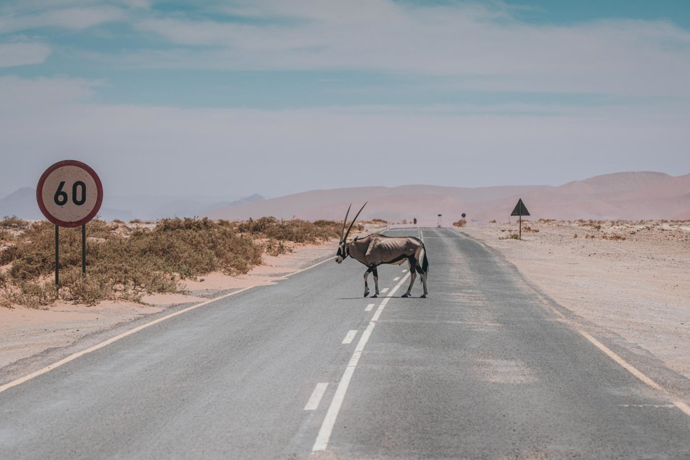 Africa Namibia Sossusvlei road oryx 08634
