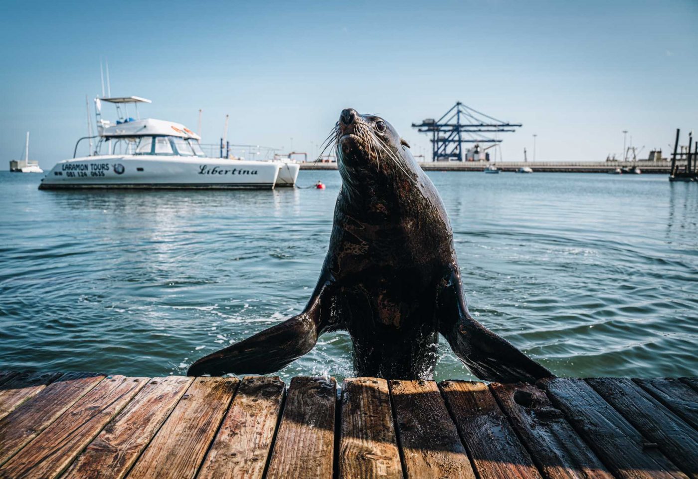 Making friends with a seal in Walvis Bay outside of Swakopmund