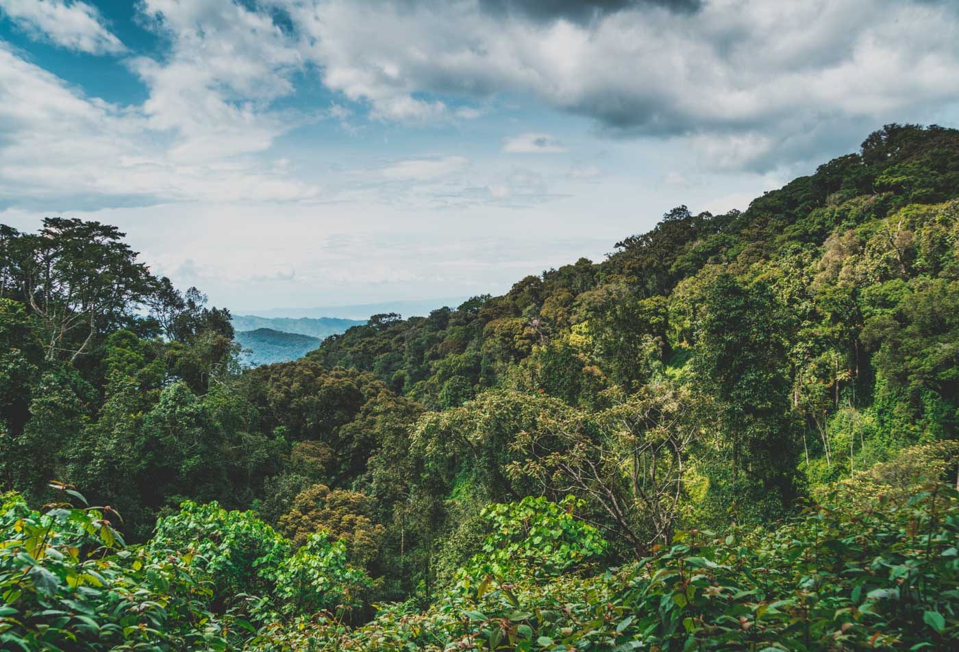 gorilla trekking rwanda scenery 