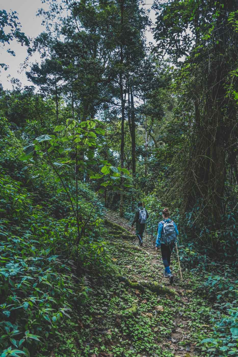 gorilla trekking Rwanda