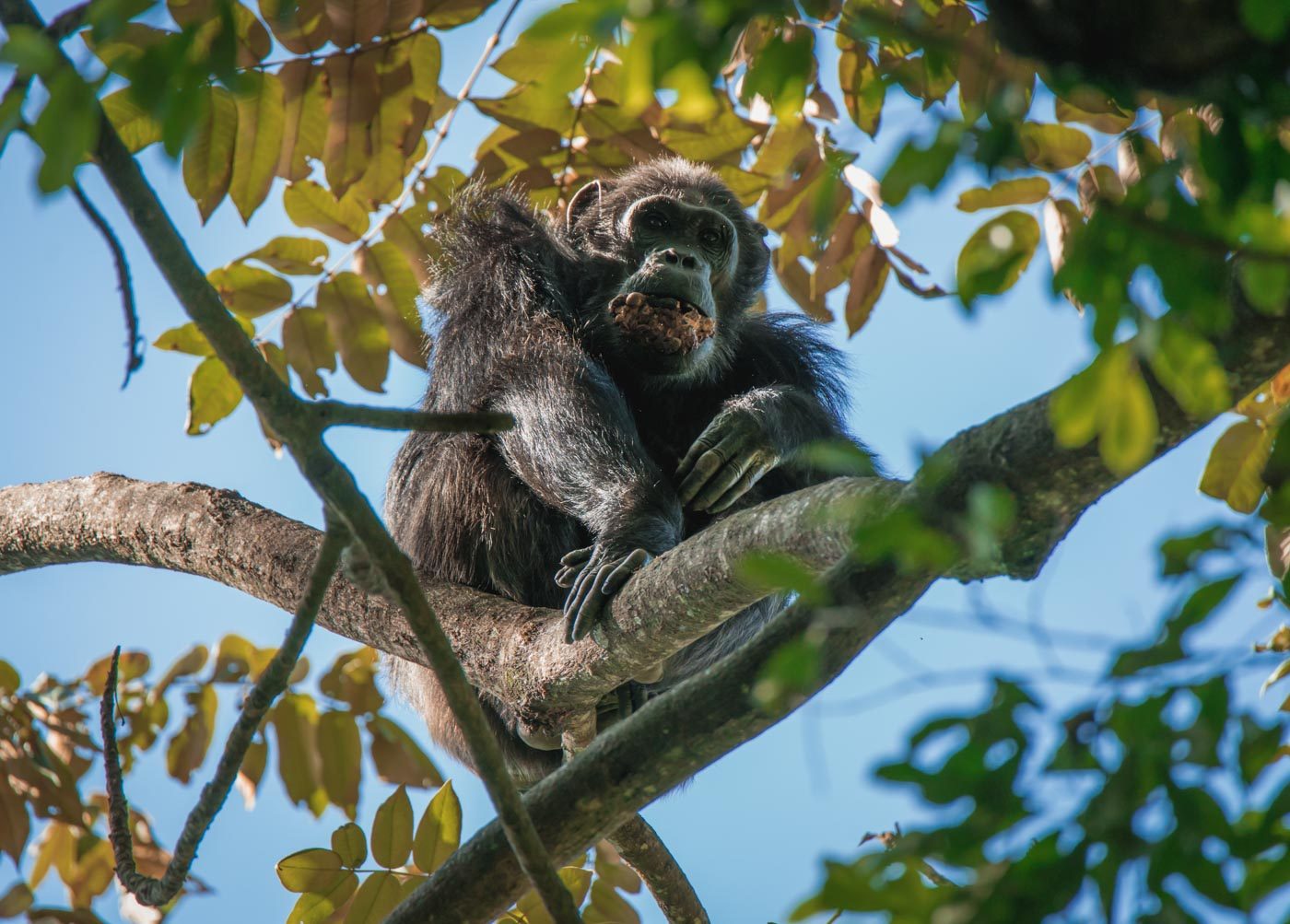 Africa Rwanda Nyungwe chimp 5478