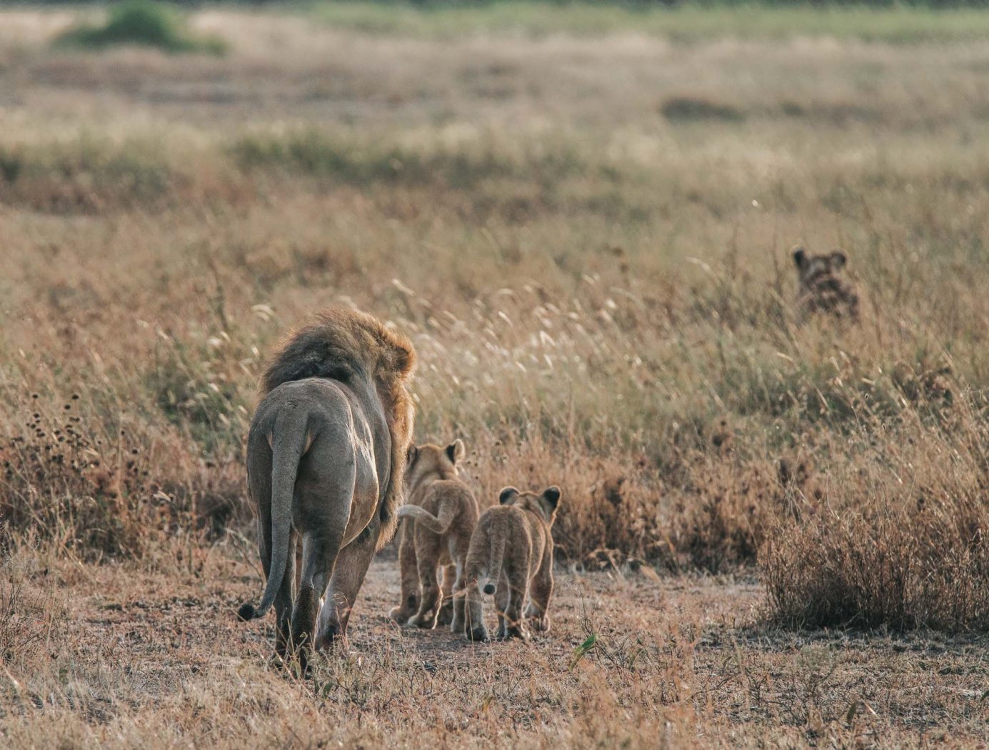 Serengeti Safari lions