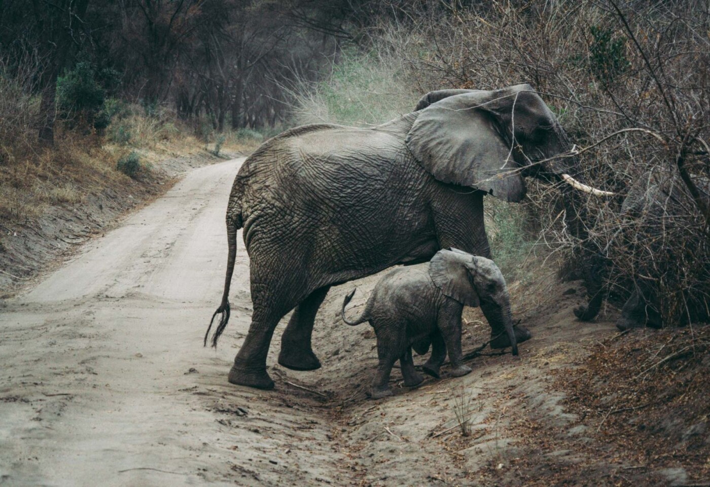 Africa Tanzania Lake Manyara elephant 4276