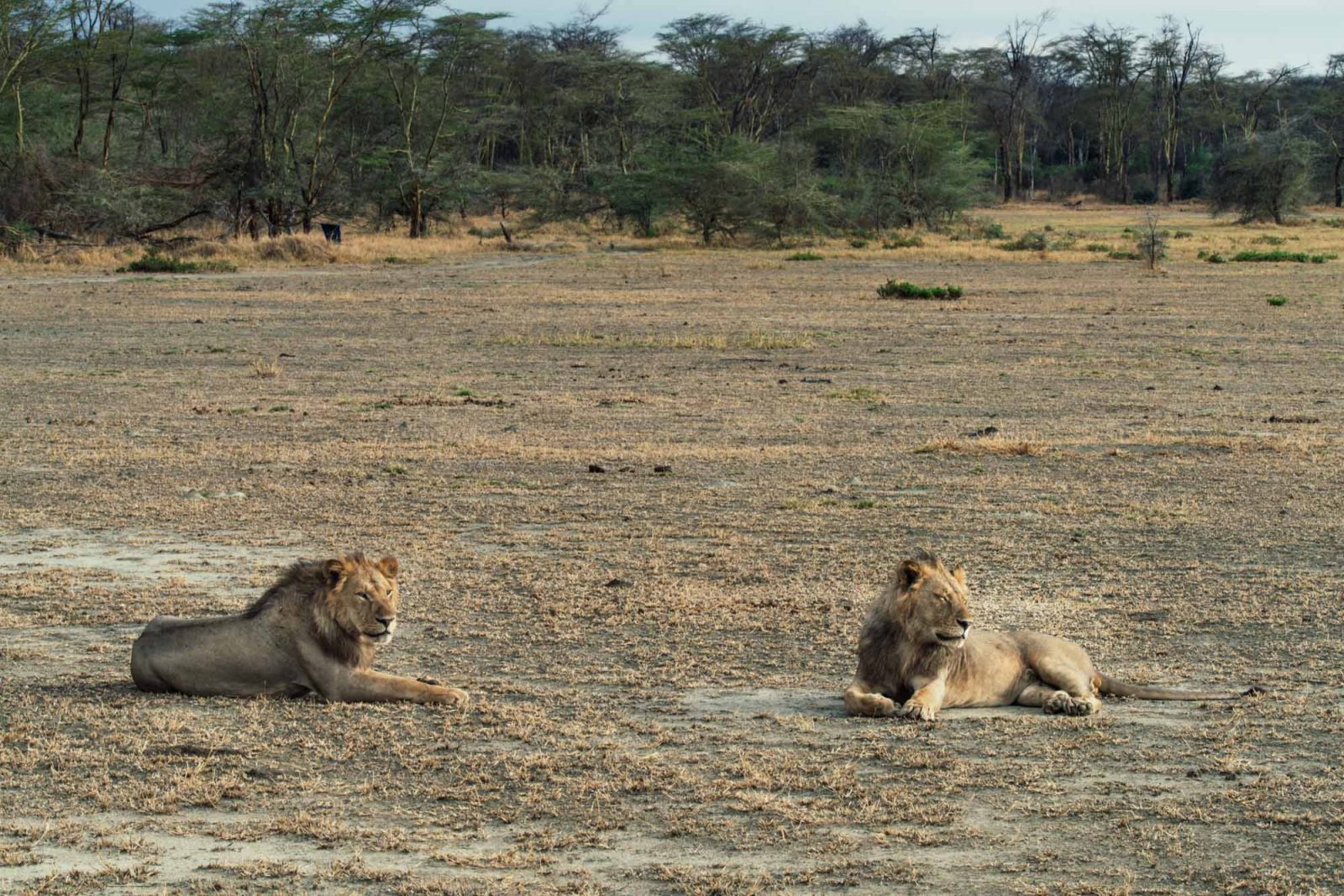 Africa Tanzania Lake Manyara lion 4441