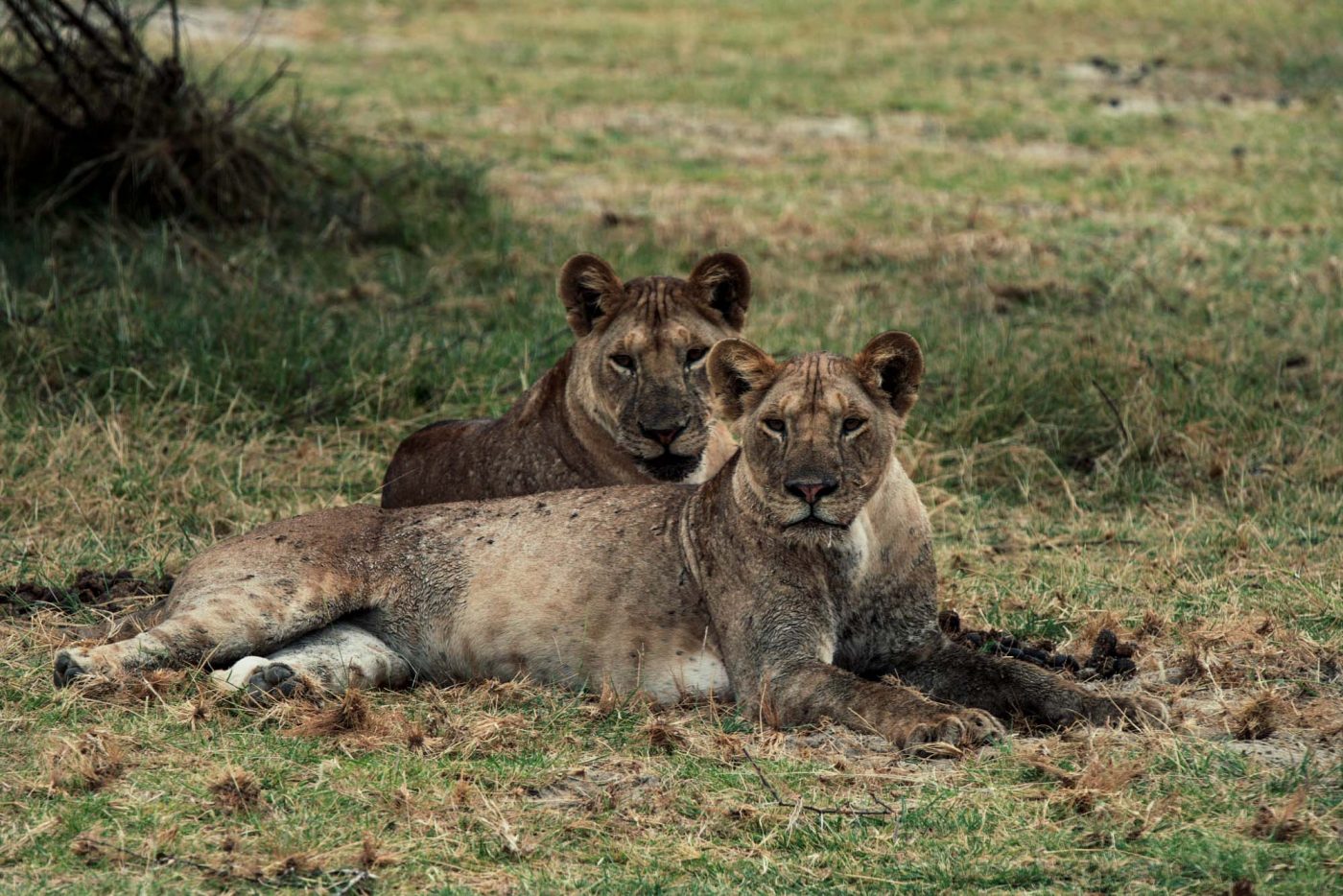 Africa Tanzania Lake Manyara lion 4504